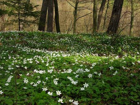                                      Printemps